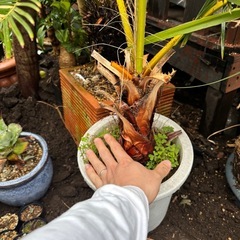 ワシントンヤシ　ヤシ　南国　観葉植物　塊根植物　多肉植物　ビザールプランツ　レアプランツ　ガーデニング　植物　グリーン　趣味　盆栽　葉　花　庭　草　インテリア　おしゃれ　飾り　園芸　の画像