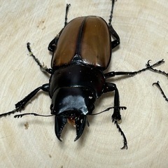 ラフェルトノコギリクワガタ　オス単2匹の画像