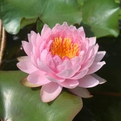 スイレン サイアムローズ 苗の画像