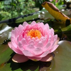 スイレン サイアムローズ 苗の画像