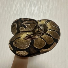 ボールパイソン 里親募集