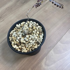 オペルクリカリアパキプス実生の画像