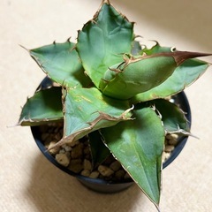 アガベ・チタノタ（Agave）の画像