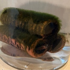 ルリーシュリンプ　ボトルごと1,000円(1,2枚目は前回募集でお譲りした個体ですので参考画像となります)の画像