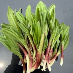 北海道産 天然 行者にんにく(アイヌネギ､キトピロ) 500gの画像