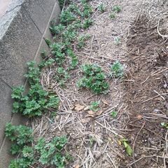 菊 苗　☘️🪴🌿の画像