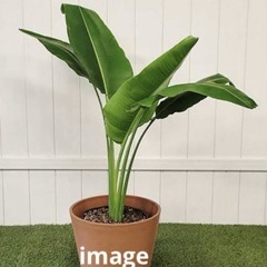 Traveller's Tree/Palm 希少 タビビトノキ(旅人の木)中大型観葉植物　(オウギバショウ) 1〜5予定　#ストレリチア似の画像