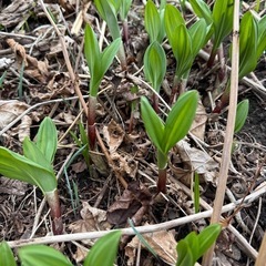 北海道産 天然 行者にんにく(アイヌネギ､キトピロ) 1kgの画像