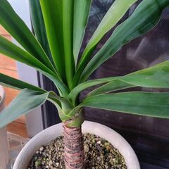 ユッカ・エレファンティペス　☘️🪴🌿A1の画像