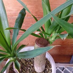 ユッカ・エレファンティペス　☘️🪴🌿B2の画像