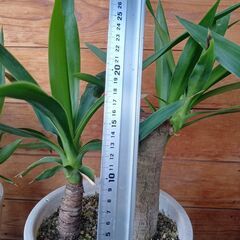 ユッカ・エレファンティペス　☘️🪴🌿B2の画像