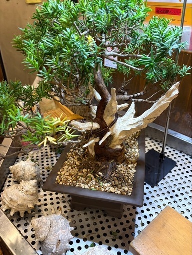 イチイの木　盆栽　約30cm