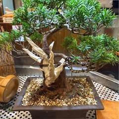 イチイの木　盆栽　約30cmの画像