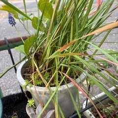 植物です‎ܾ ܾ 𖥧𓇣𖦥𖥧𖥣の画像