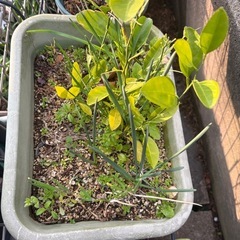 植物です‎ܾ ܾ 𖥧𓇣𖦥𖥧𖥣の画像