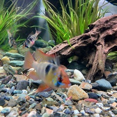 　熱帯魚　ドイツラミレジィ　ペアの画像