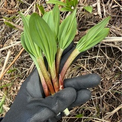 北海道産 天然 行者にんにく(アイヌネギ､キトピロ) 500gの画像