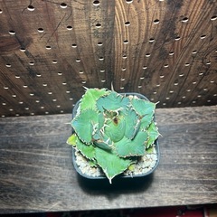 アガベ　チタノタ　フィリグリー【
観葉植物】の画像