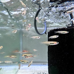 ヒメダカ　販売！！他店対抗安値！！50匹からの画像