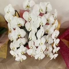 胡蝶蘭セット売りの画像