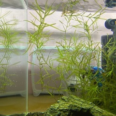 ベタ　熱帯魚の画像