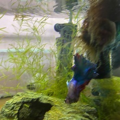 ベタ　熱帯魚の画像