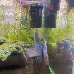 ベタ　熱帯魚の画像
