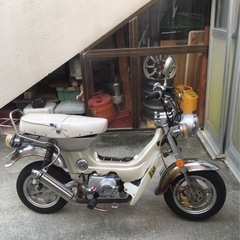 【再投稿】シャリー売ります‼️の画像