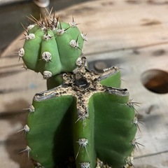 柱サボテン、柱サボテンブランチ、の画像