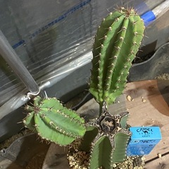 柱サボテン、柱サボテンブランチ、鬼面角、の画像