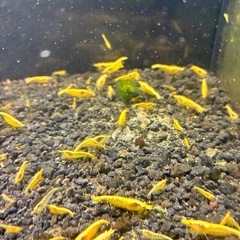 イエローチェリーシュリンプの画像