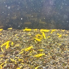 イエローチェリーシュリンプの画像