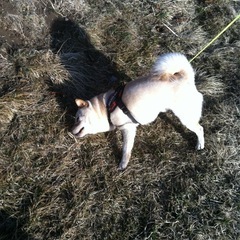 ステンレスシンク（ガーデンシンク）