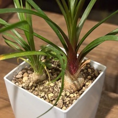 🌿【エイプリルフール限定出品】🌿 トックリラン × シダ植物 （唯一無二の世界観）の画像
