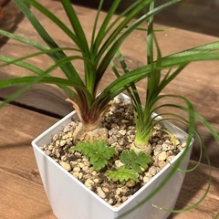 🌿【エイプリルフール限定出品】🌿 トックリラン × シダ植物 （唯一無二の世界観）の画像