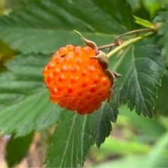 カジイチゴ抜き苗　　③の画像