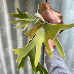 ②P.celso  tatsuta(TC)の画像