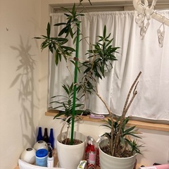 【4月前半引き取り希望】120cm 観葉植物 ドラセナ 2点セットの画像