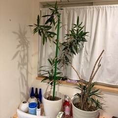 【4月前半引き取り希望】120cm 観葉植物 ドラセナ 2点セットの画像