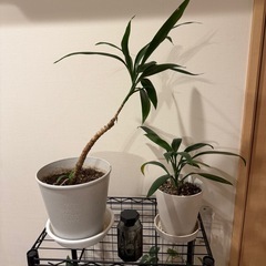 【4月前半引き取り希望】観葉植物　1つ 500円の画像