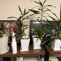 【4月前半引き取り希望】観葉植物　1つ 500円　🪴の画像