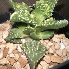 植物　フォーカリア　メセン　狂乱怒濤の画像