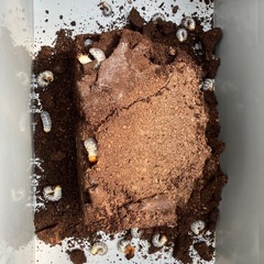 ギラファノコギリクワガタ幼虫5匹の画像