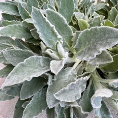 ラムズイヤー苗　鉢植え①
の画像