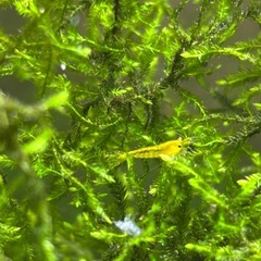 チェリーシュリンプ5匹の画像