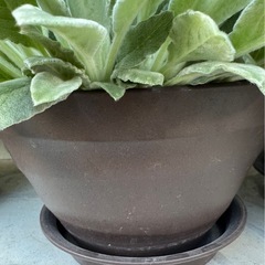 ラムズイヤー苗　鉢植え②の画像