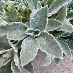 ラムズイヤー苗　鉢植え②の画像