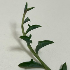 多肉植物　ドルフィンネックレスの画像
