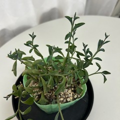 多肉植物　ドルフィンネックレスの画像