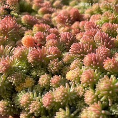 パリダム　の画像